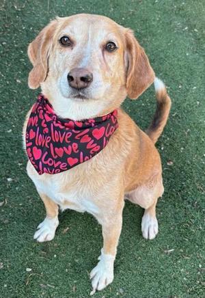 Skinny, Hound / Mixed Breed, senior, available for adoption