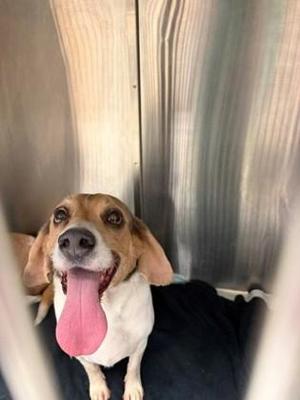 Bagel, Beagle / Mixed Breed, senior, available for adoption