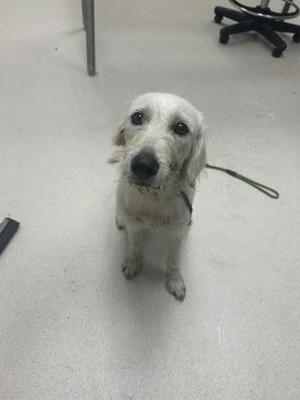 Abbie, Wheaten Terrier / Mixed Breed, young, available for adoption