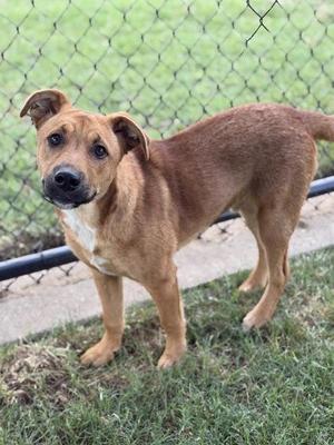 Koda, Black Mouth Cur / Mixed Breed, puppy, available for adoption