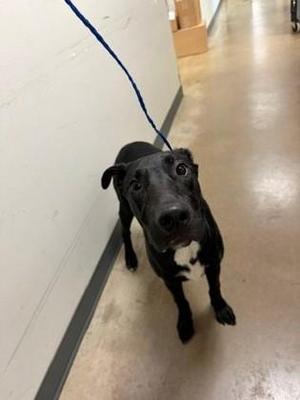 Diggy, Labrador Retriever / Mixed Breed, young, available for adoption