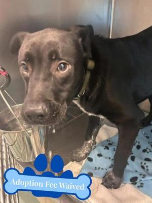 Joey, Labrador Retriever / Mixed Breed, young, available for adoption