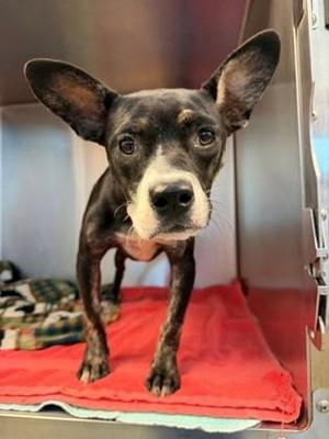 Rhianna, Terrier / Mixed Breed, young, available for adoption