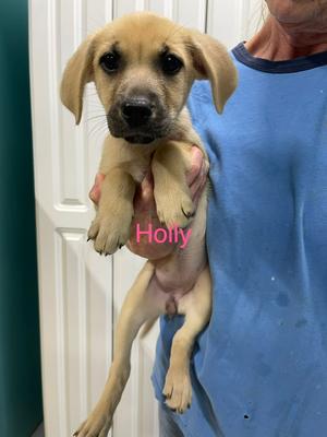 Holly, Husky / Labrador Retriever, puppy, available for adoption