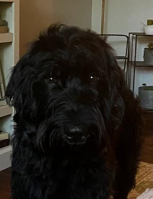 Buddie, Labradoodle, adult, available for adoption
