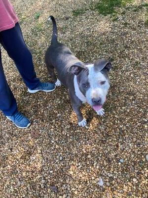 Buddy, Staffordshire Bull Terrier, adult, available for adoption