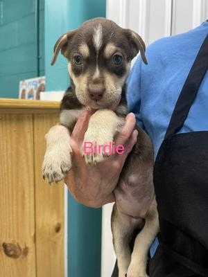 Birdie, Pit Bull Terrier / Husky, puppy, available for adoption
