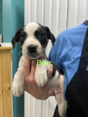 Bear, Pit Bull Terrier / Husky, puppy, available for adoption