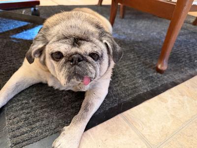 Annie, Pug, senior, available for adoption