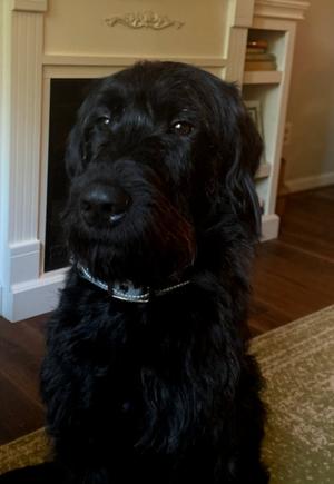 Charlie, Labradoodle, adult, available for adoption