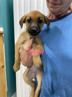 Hailey, Husky / Labrador Retriever, puppy, available for adoption