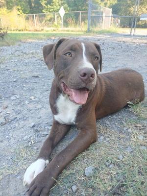 A brown dog with a white chest and paws lying on a gravel surface, looking up with its mouth open.