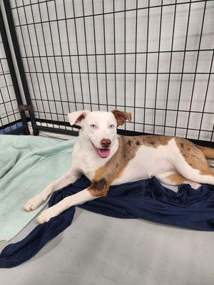 Blue, Catahoula Leopard Dog / 31 Flavors Mixes, young, available for adoption