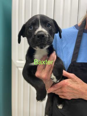 Baxter, Pit Bull Terrier / Husky, puppy, available for adoption