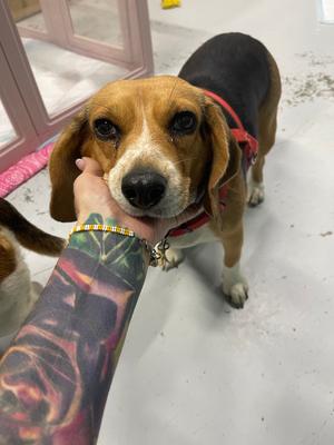 Betsy, Beagle, adult, available for adoption