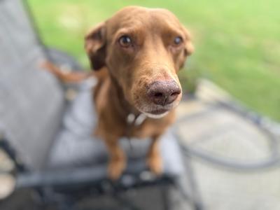 Frank, Labrador Retriever / Dachshund, adult, available for adoption