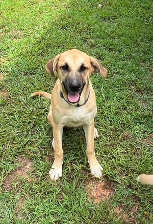 Bobo, Great Pyrenees / Shepherd (Unknown Type), young, available for adoption