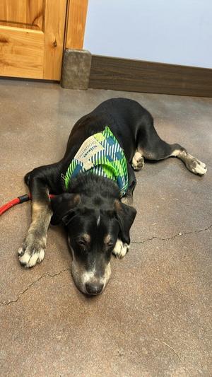 Chipper, Husky / Hound (Unknown Type), puppy, available for adoption