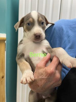 Bernie, Pit Bull Terrier / Husky, puppy, available for adoption