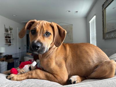 Cooper, Labrador Retriever / 31 Flavors Mixes, young, available for adoption