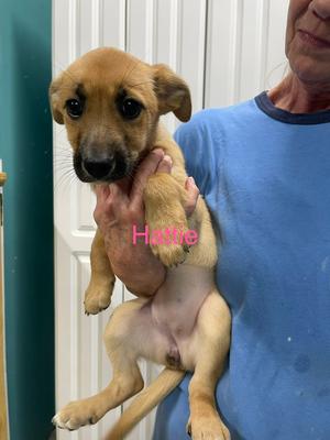 Hattie, Husky / Labrador Retriever, puppy, available for adoption