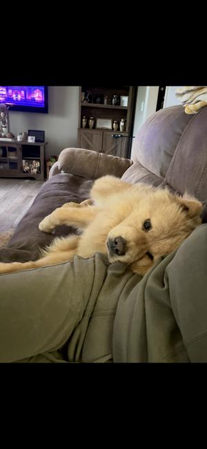 Honey Bear, Chow Chow, adult, available for adoption