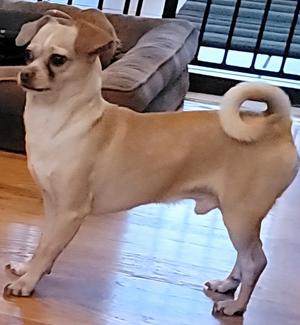 Curly, Chihuahua, adult, available for adoption
