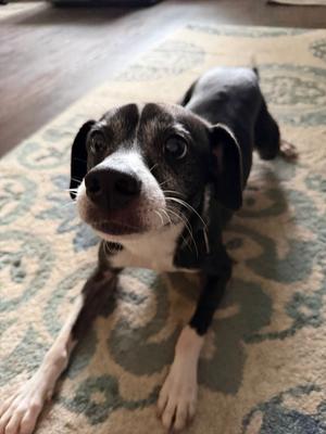 Brutus, Chihuahua / 31 Flavors Mixes, adult, available for adoption