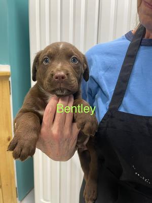 Bentley, Pit Bull Terrier / Husky, puppy, available for adoption