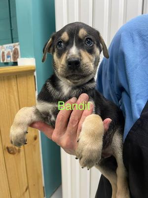 Bandit, Pit Bull Terrier / Husky, puppy, available for adoption