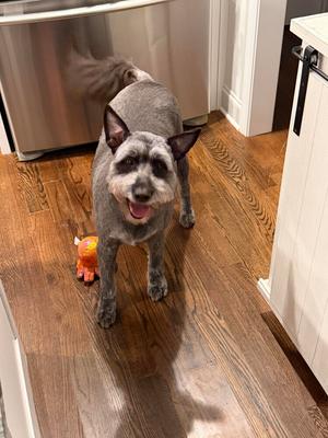 Harper, Schnauzer (Standard) / 31 Flavors Mixes, adult, available for adoption