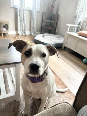 Holly, Mixed Breed, adult, available for adoption