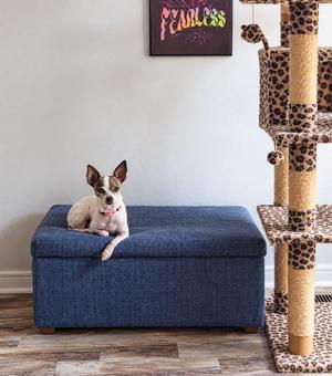 Raya, Chihuahua, adult, available for adoption