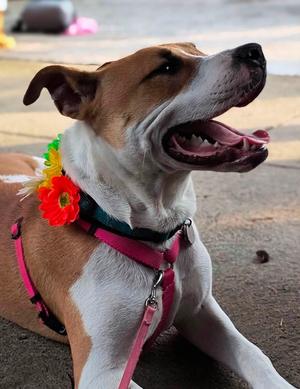 Clover, Mixed Breed, young, available for adoption