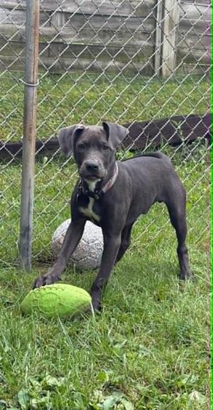 Blue, Pit Bull Terrier, young, available for adoption