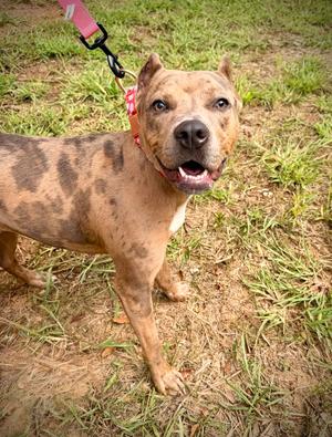 A brown and black spotted dog with a red collar and leash standing on grass.