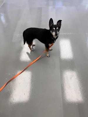Juicy, Terrier / Chihuahua, senior, available for adoption