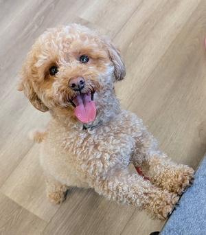 A fluffy, light brown poodle with a happy expression, sitting on a wooden floor and looking up at the camera with its tongue out.