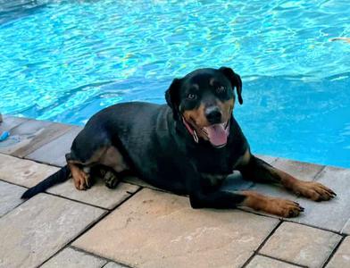 Duke, Labrador Retriever / Doberman Pinscher, adult, available for adoption