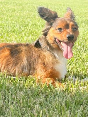 Mac, Papillon / Chihuahua, adult, available for adoption