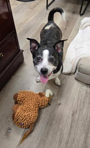 Mia, Jack Russell Terrier, senior, available for adoption