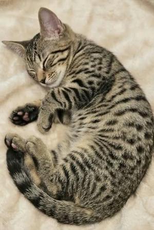 ADYN, kitten, available for adoption