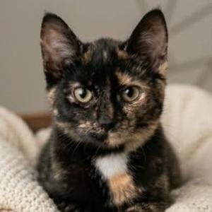 ASHLYNNE, kitten, available for adoption