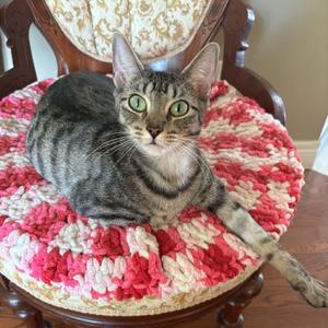 HILARIA, young, available for adoption