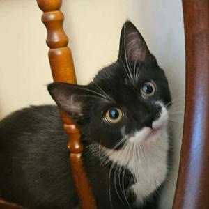 GENNIE, kitten, available for adoption