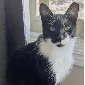 BOSCO, adult, available for adoption