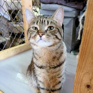 DEENA, young, available for adoption