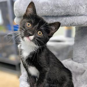GENISA, kitten, available for adoption