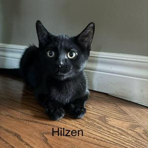 HILZEN, kitten, available for adoption