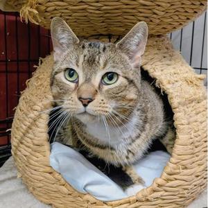HILLARD, adult, available for adoption